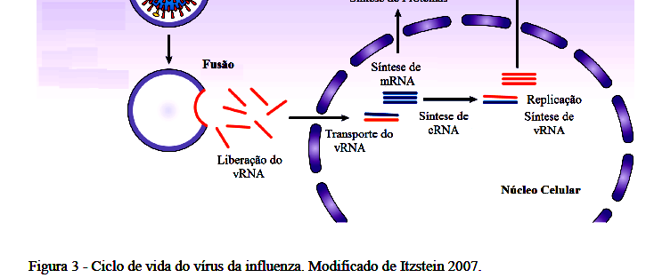 HA é clivada por proteases Ligação ao Receptor da