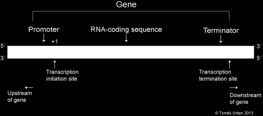 Gene Definição molecular: sequência completa de nucleotídeos necessária e suficiente para a síntese de um polipeptídeo ou de