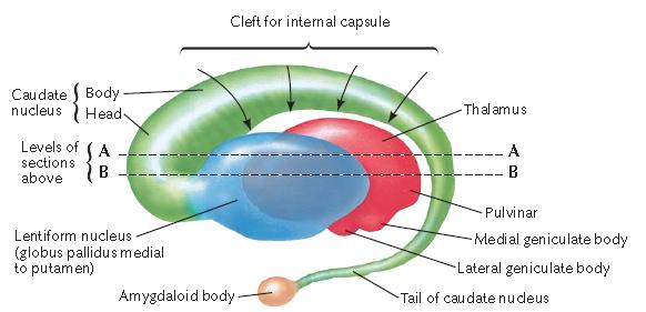 5.1.6 Núcleo Basal de Meynert (substância inominata) Na base do cérebro, entre a substância perfurada anterior e o globo pálido. Neurônios grandes ricos em acetilcolina. 5.