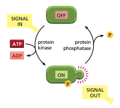 Transmitindo os sinais: Proteína cinases Receptores ativados freqüentemente transmitem sinais através do meio intracelular através de proteínas chamadas cinases de sinalização Proteínas cinases são