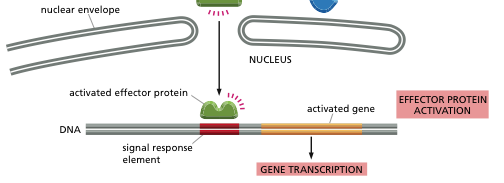 Respondendo aos sinais: Proteinas efetoras O passo final na sinalização celular é a ativação das proteínas efetoras.