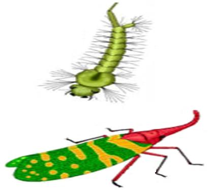 Esterilização dos insectos Machos de insectos criados em laboratório e tornados estéreis são libertados numa zona infestada pela sua espécie.
