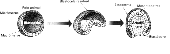 GABARITO 3ª ETAPA BIOLOGIA - MAGNO 2º ANO EMBRIOLOGIA 1. Após a fecundação, o zigoto sofre sucessivas divisões e tem como resultado a formação da blástula.