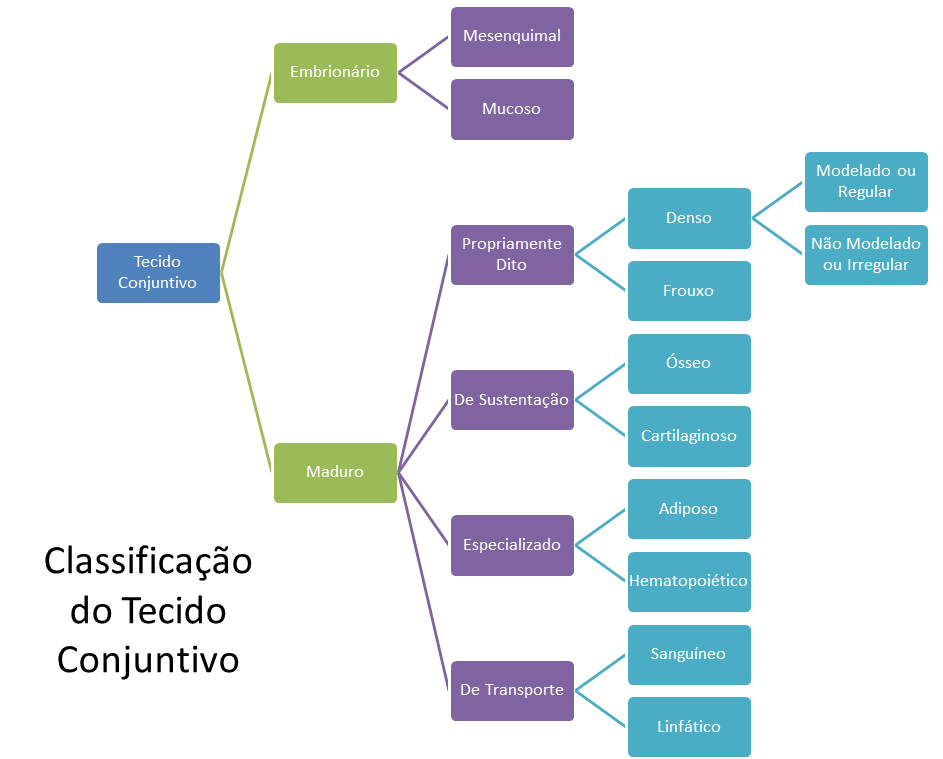 Tecido Conjuntivo de