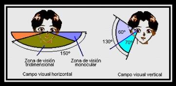 de visão de 180º, os 120º centrais são visualizados pelos 2 olhos Os