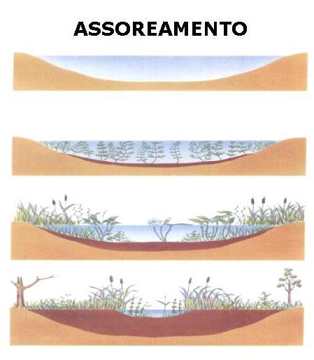 Consequências: INDICADORES DE CONTAMINAÇÃO Sólidos dissolvidos totais Assoreamento de ambientes