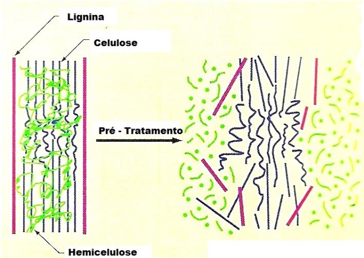 Biomassa celulósica: açúcares fermentáveis, insumos químicos.