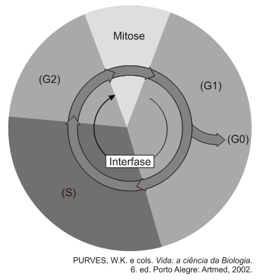 3. (Ufrgs 2013) A figura abaixo representa o ciclo celular de uma célula eucariótica. Assinale a alternativa correta em relação à interfase.