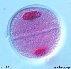 Telofase I Os cromossomas de cada conjunto, após atingirem as zonas polares do fuso acromático, tornam-se mais finos e mais longos.