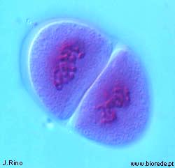 Profase II Os cromossomas, constituídos por dois cromatídeos, tornam-se sucessivamente