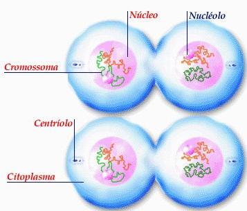 Telofase II Os cromossomas, constituídos apenas por 1 cromatídeo, descondensam- -se. O invólucro nuclear, bem como o nucléolo voltam a organizar-se.