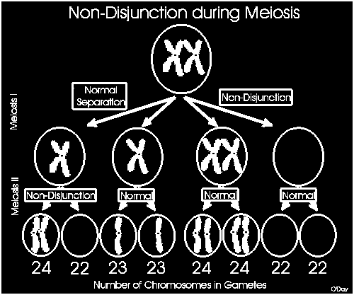 Erro: Não-disjunção dos cromossomos homólogos (Meiose