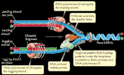 FASE S fase de replicação do DNA, a qual deve ocorrer com o máximo de