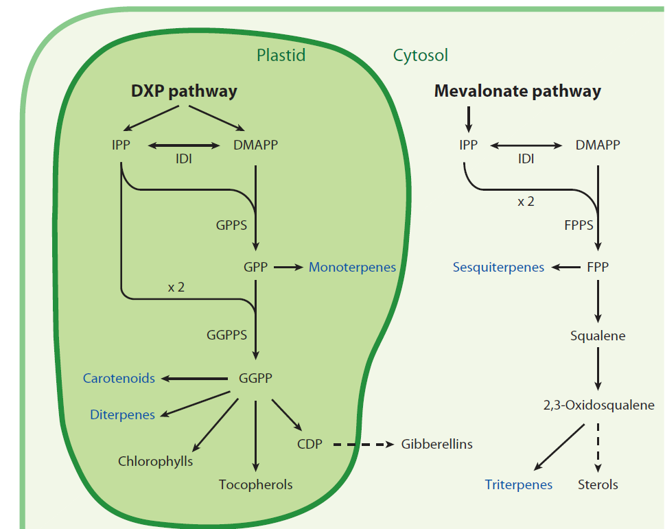 Compartimentalização das duas vias em plantas: Via DXP presente em: algas eubactérias, sendo várias