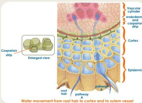 Movimento da água desde os pelos radiculares até aos vasos xilémicos situados no cilindro central da raiz. Captação de água e solutos do meio.