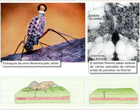 Hipótese do fluxo de massa A análise desta relação de parasitismo permitiu concluir que: 1 A seiva circula sobre pressão: entrou no tubo digestivo dos afídeos e sai pelo seu ânus