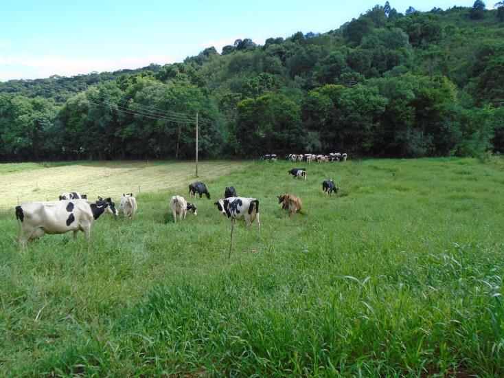 Manejo Nutricional Vacas a pasto: Vacas confinadas: