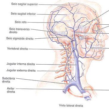 DRENAGEM DA CABEÇA E PESCOÇO A V. Jugular int. se anastomosa com a V. Subclávia e forma a V. Braquiocefálica.