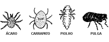 8) Qual é a função da rádula? 9) Os polvos são considerados animais bem espertos! São muito flexíveis e tem grande agilidade para fugir dos predadores.