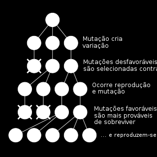 Mudanças evolutivas ocorrem se: a) Ocorre variabilidade genética na população: os indivíduos diferem em algumas de suas características e estas são herdáveis (passam de pai para filho).