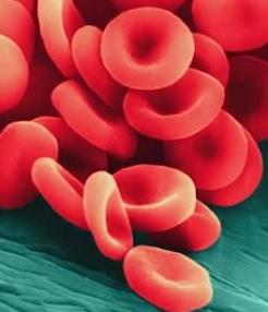Glóbulos Vermelhos Hemácias ou eritrócitos formato bicôncavo Presente em todos vertebrados mamíferos anucleadas Gerada na medula óssea vermelha (hematopoiese)