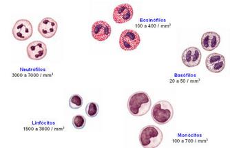 Tipos de Leucócitos Granulócitos (possuem grânulos citoplasmáticos) Neutrófilos Basófilos Eosinófilos Fagocitose Resposta