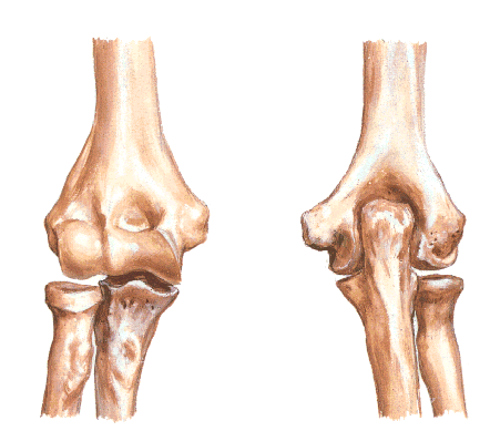 RELAÇÃO ENTRE ÚMERO ULNA E RÁDIO úmero úmero Fossa coronóidea capítulo tróclea