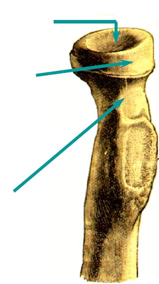 COTOVELO Circunferência Articular Cabeça Osteologia 3 OSSOS Colo RÁDIO