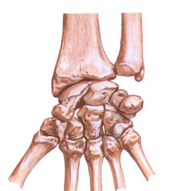 CONSTITUIÇÃO DOS OSSOS DA MÃO MÃO 3 REGIÕES 27 OSSOS CARPO Constituída por 8 ossos curtos e que forma as articulações do pulso. METACARPO Constituída por 5 ossos longos e que forma o corpo da mão.