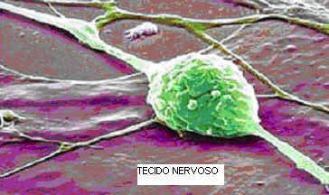 TECIDO EPITELIAL