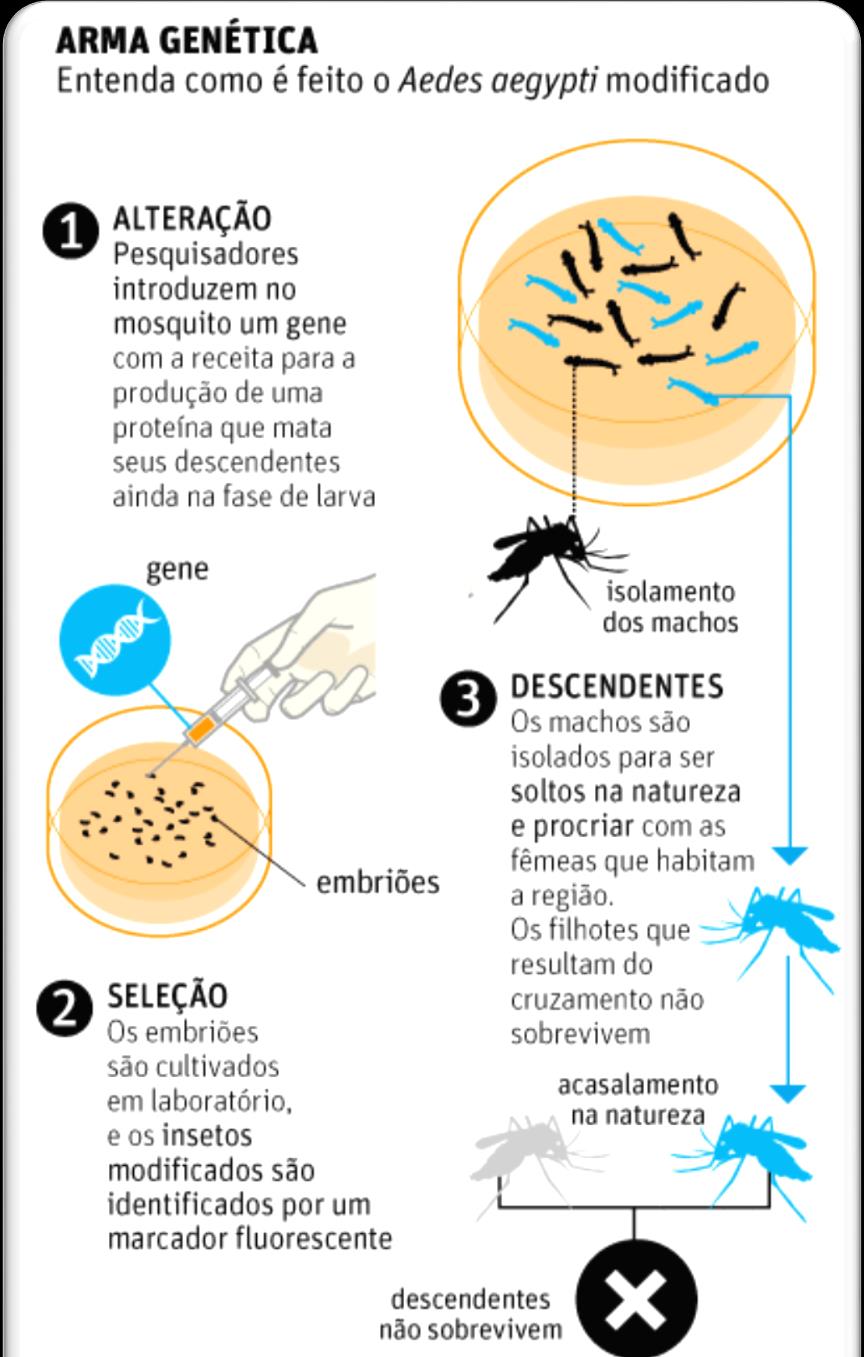 MOSQUITOS GENETICAMENTE MODIFICADOS O município de Piracicaba deve receber antes do final de abril os primeiros mosquitos Aedes aegypti geneticamente modificados criados para combater a dengue soltos