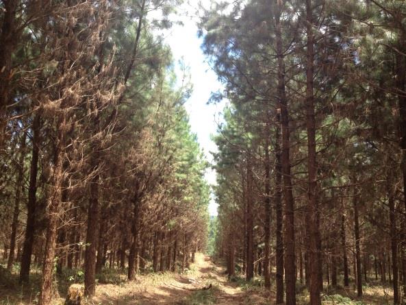 Principais fornecedores de toras alteraram seus regimes de manejo, não realizando mais desbastes e podas Florestas de Pinus deixaram de ser manejadas e estão sendo colhidas aos 14 e 15 anos de idade