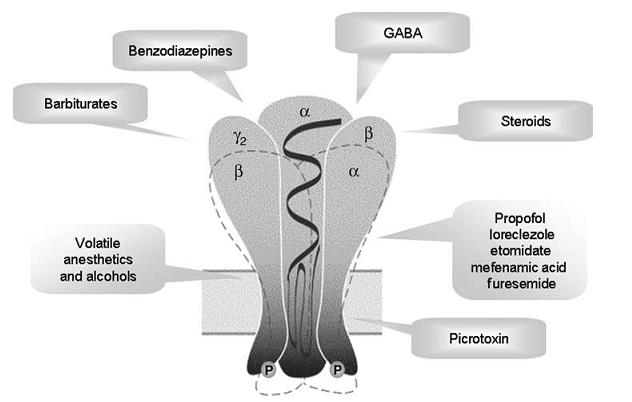 Barbitúricos - Farmacodinâmica Benzodiazepínicos Cl - Barbitúricos Esteróides