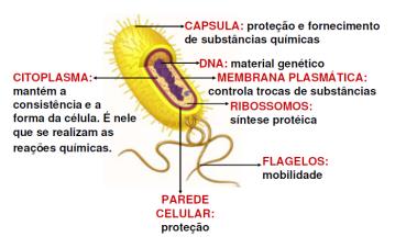 Estrutura geral das bactérias As células bacterianas são caracterizadas morfologicamente pelo seu tamanho, forma e arranjo. Tamanho: 0,3-0,8 µm até 10-25 µm.