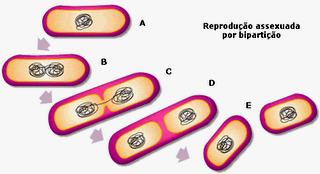 Reprodução bacteriana ASSEXUADA por divisão simples (bipartição,