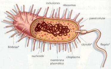 Estrutura das células procarióticas Unicelulares DNA circular no citoplasma sem envoltório nucleóide DNA: Cromossomal: único, características vitais para a célula Plasmidial: