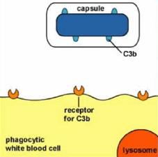 Estrutura das células procarióticas FUNÇÕES o PROTEÇÃO o Ligação com as células do hospedeiro ou em ambientes diversos(adesinas) o Fator de