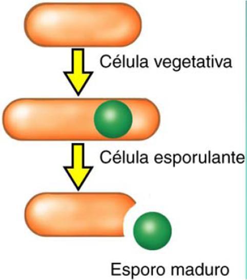 Endosporos Gêneros Clostridium e Bacillus