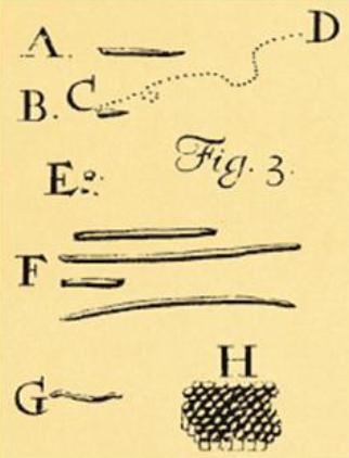 Microbiologia o 1665- Robert Hooke 1º microscópio Teoria celular: Célula como Unidade Básica da Vida o Antonie van Leeuwenhoek observou m.