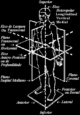 (Esquema baseado na «Figura 1-3» da «Anatomia e Fisiologia Humana». 5.