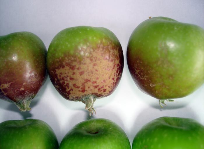 Russeting e a qualidade da maçã Cultivar com cutícula fina (Gala, Golden) Grandes