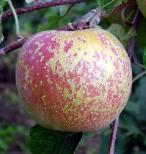 Russeting e a qualidade da maçã Botão