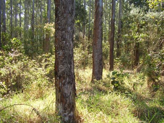 FLORESTAS PLANTADAS BRASIL TENDÊNCIAS Gran