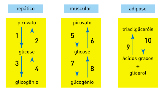 7. (UERJ) O esquema abaixo destaca três tipos de tecidos e algumas de suas respectivas etapas metabólicas.