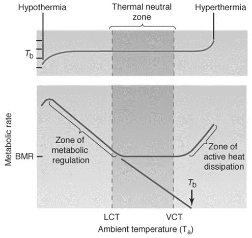 Pergunta 15: A figura abaixo (Randall et al., 2002, Eckert Animal Physiology) representa a dependência da temperatura corporal e da taxa metabólica de um endotermo com a temperatura ambiente.