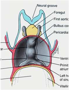 O dobramento lateral do embrião aproxima ventromedialmente os tubos cardíacos https://embryology.med.unsw.edu.au/embryology/index.