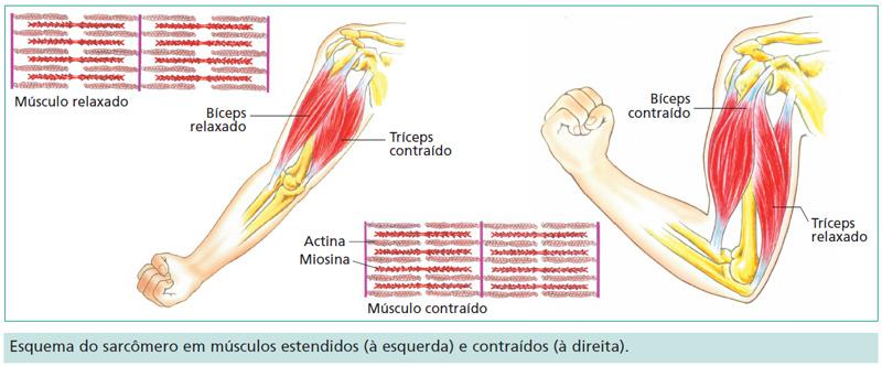 Vamos simplificar o desenho Relaxa Actina