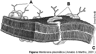 1º) Gorila: 97,7% 2º) Homem: 98,6% 04) [1,00 ponto] As células dos seres vivos são recobertas por uma finíssima película denominada membrana plasmática.