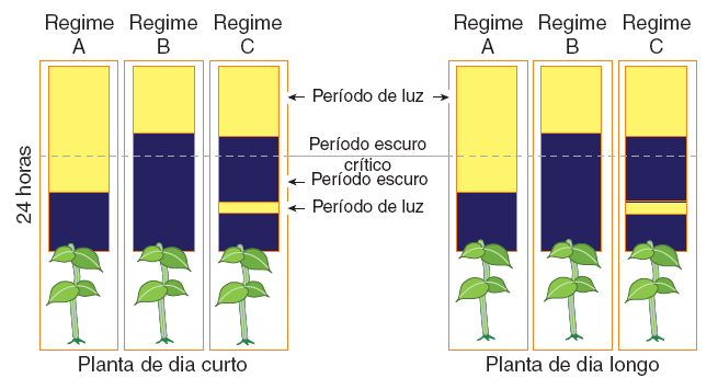 EXERCÍCIOS ESSENCIAIS (UFSCar-SP) Fotoperiodismo é a influência exercida pelo período de luz incidente sobre certos fenômenos fisiológicos, como a floração.