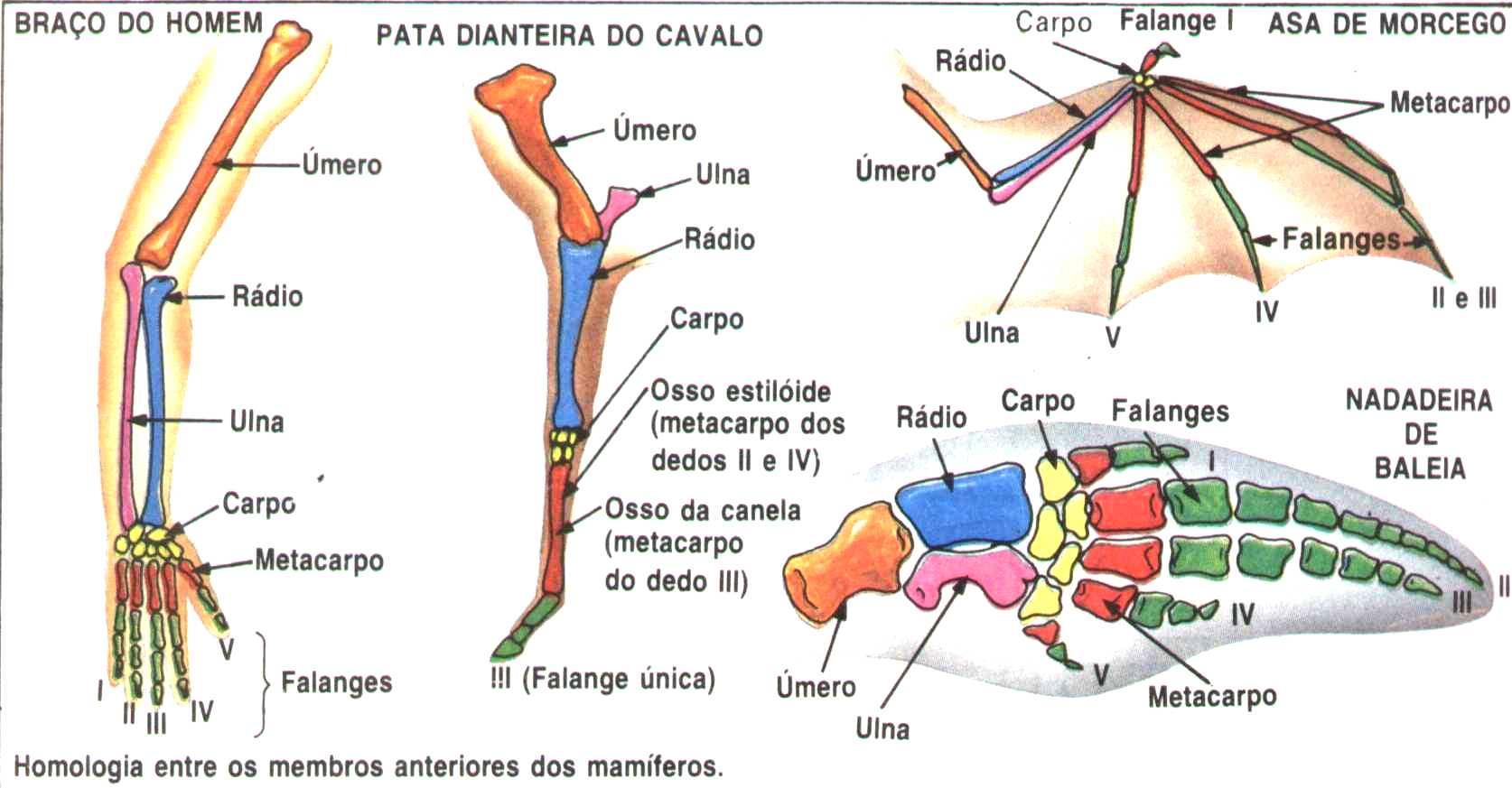 Argumentos da Anatomia Comparada